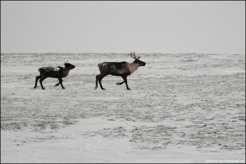 Yamal Peninsula, Siberia, Russia