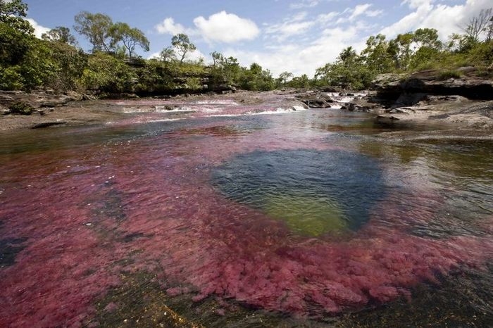 Caño Cristales, The River of Five Colors, Serrania de la Macarena, Meta, Colombia