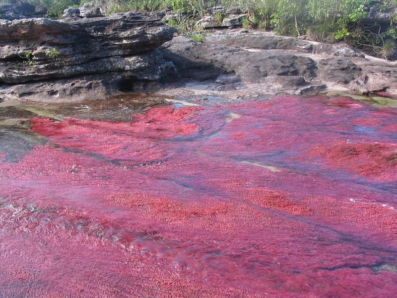 Caño Cristales, The River of Five Colors, Serrania de la Macarena, Meta, Colombia