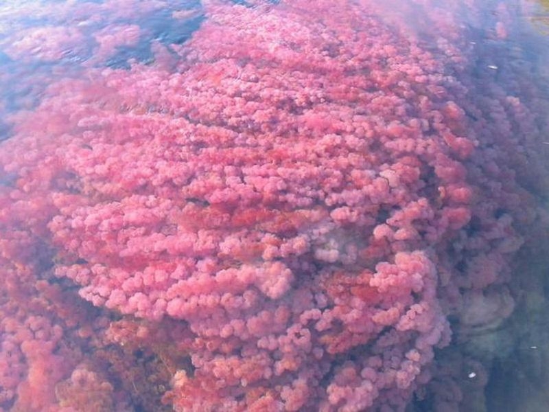 Caño Cristales, The River of Five Colors, Serrania de la Macarena, Meta, Colombia