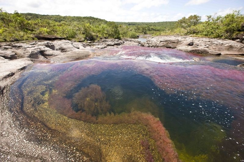 Caño Cristales, The River of Five Colors, Serrania de la Macarena, Meta, Colombia