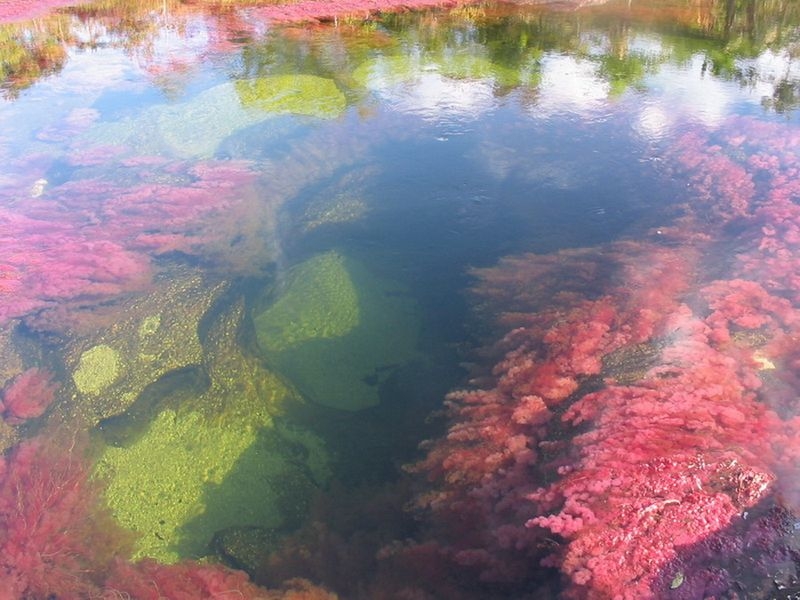 Caño Cristales, The River of Five Colors, Serrania de la Macarena, Meta, Colombia