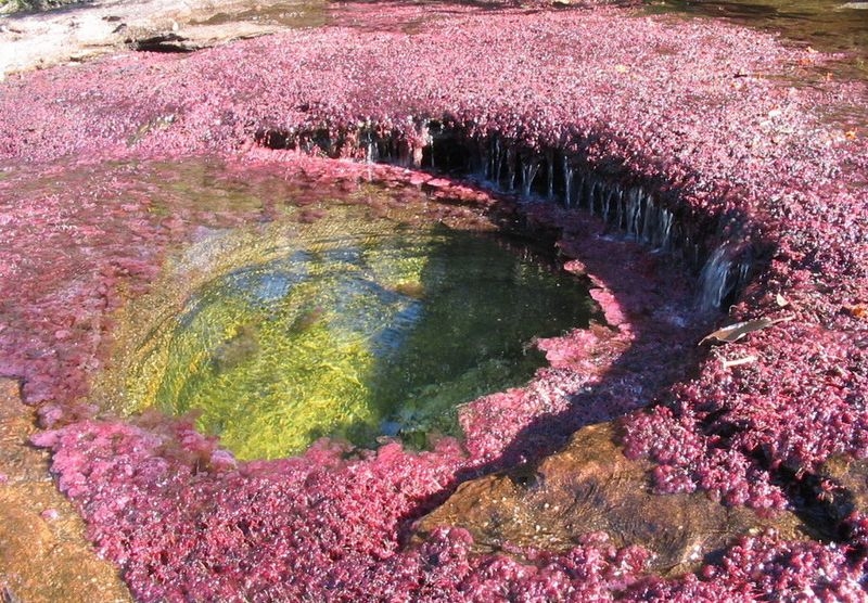 Caño Cristales, The River of Five Colors, Serrania de la Macarena, Meta, Colombia