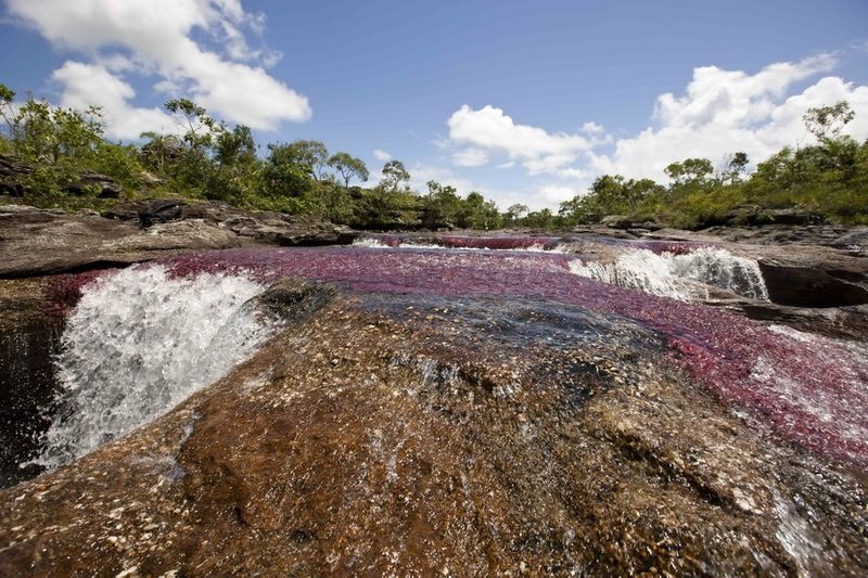 Caño Cristales, The River of Five Colors, Serrania de la Macarena, Meta, Colombia