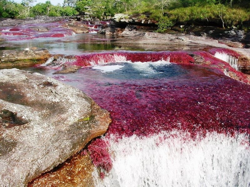 Caño Cristales, The River of Five Colors, Serrania de la Macarena, Meta, Colombia