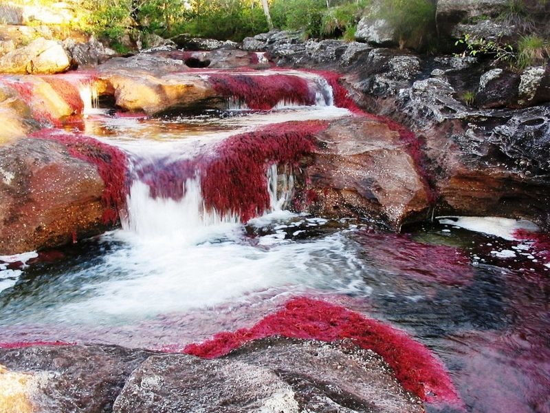 Caño Cristales, The River of Five Colors, Serrania de la Macarena, Meta, Colombia