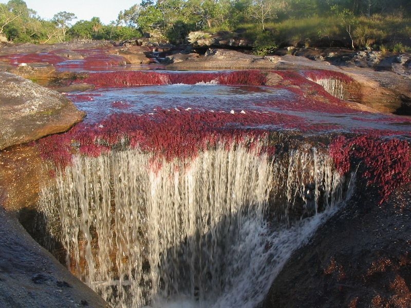 Caño Cristales, The River of Five Colors, Serrania de la Macarena, Meta, Colombia