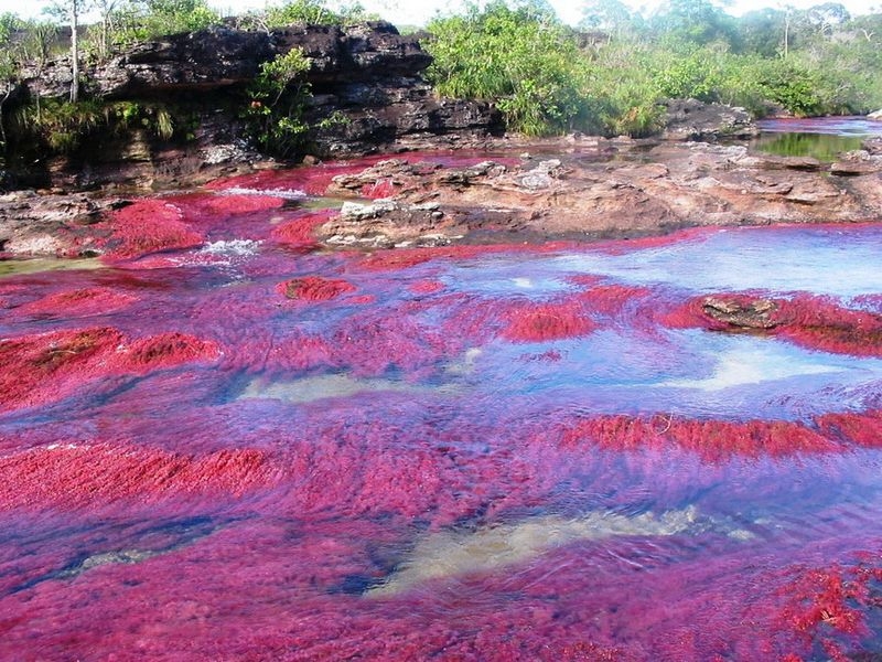 Caño Cristales, The River of Five Colors, Serrania de la Macarena, Meta, Colombia