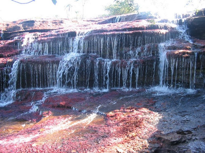 Caño Cristales, The River of Five Colors, Serrania de la Macarena, Meta, Colombia