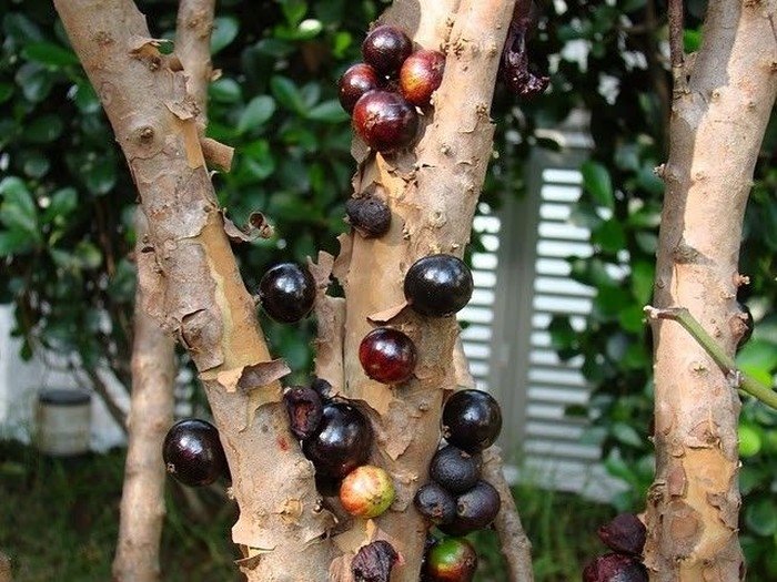 Jabuticaba - tree with fruits on its trunk, Paraguay