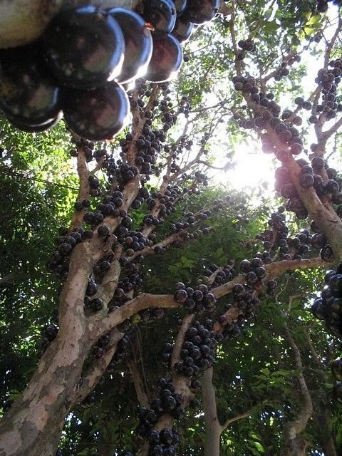Jabuticaba - tree with fruits on its trunk, Paraguay