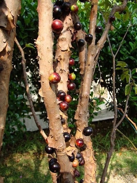 Jabuticaba - tree with fruits on its trunk, Paraguay