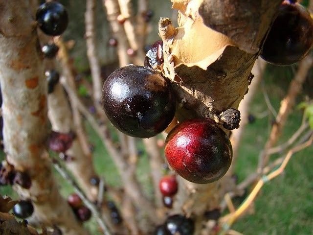 Jabuticaba - tree with fruits on its trunk, Paraguay