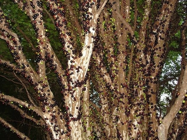 Jabuticaba - tree with fruits on its trunk, Paraguay