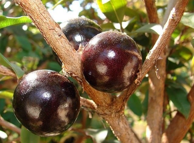 Jabuticaba - tree with fruits on its trunk, Paraguay