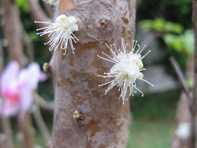 Jabuticaba - tree with fruits on its trunk, Paraguay