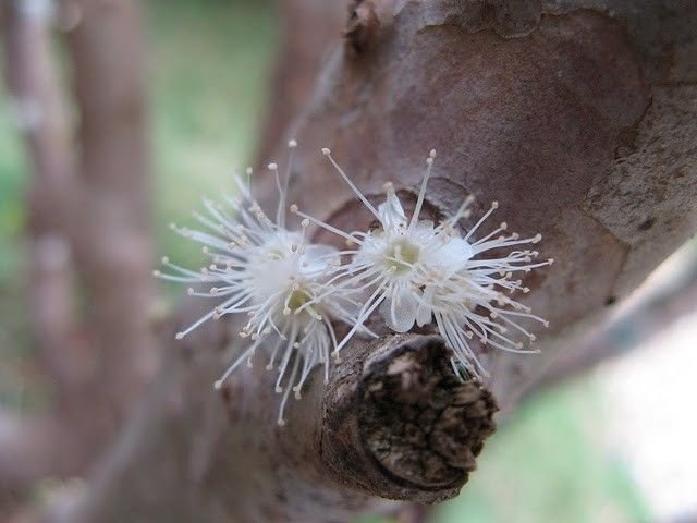 Jabuticaba - tree with fruits on its trunk, Paraguay