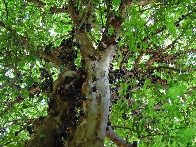 Jabuticaba - tree with fruits on its trunk, Paraguay