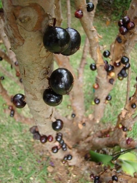 Jabuticaba - tree with fruits on its trunk, Paraguay