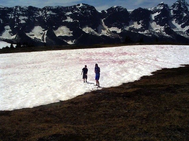 Watermelon snow, California