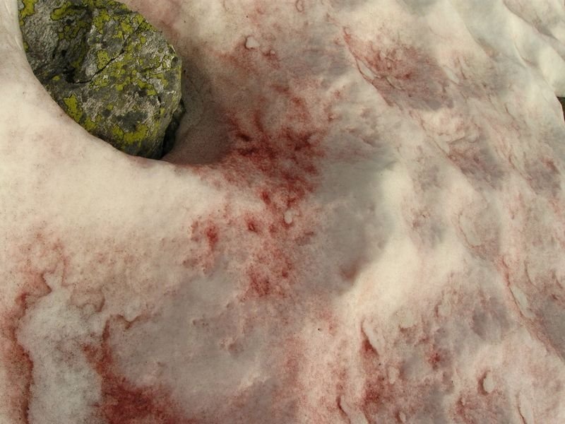 Watermelon snow, California