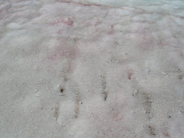 Watermelon snow, California