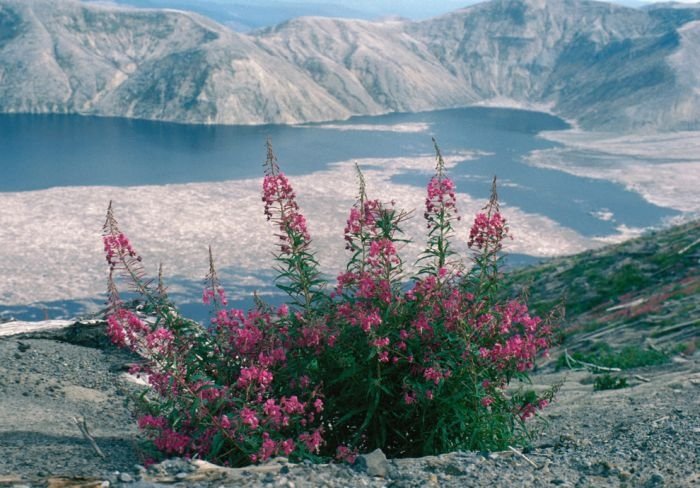 Mount St. Helens, Eruption in 1980