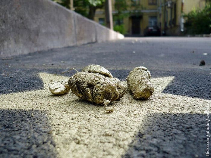 Golden shit award, St. Petersburg, Russia