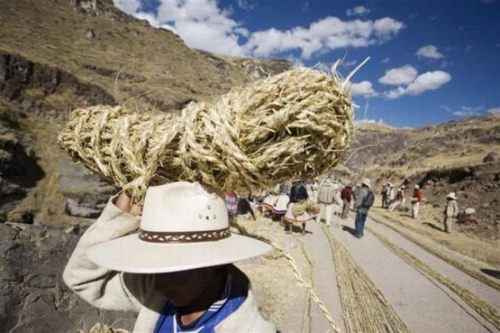 Qeswachaka Bridge, Peru