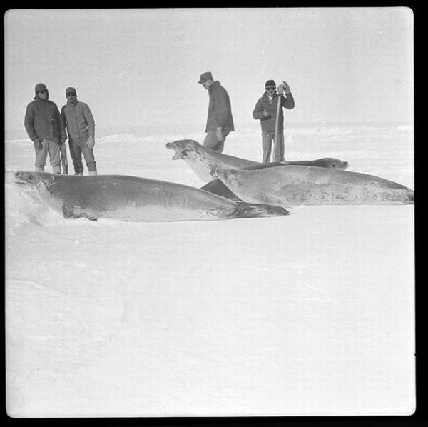 History: Arctic expedition