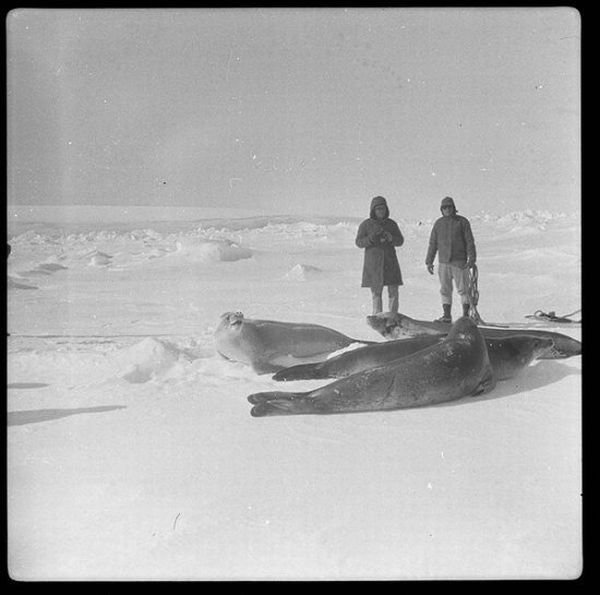 History: Arctic expedition