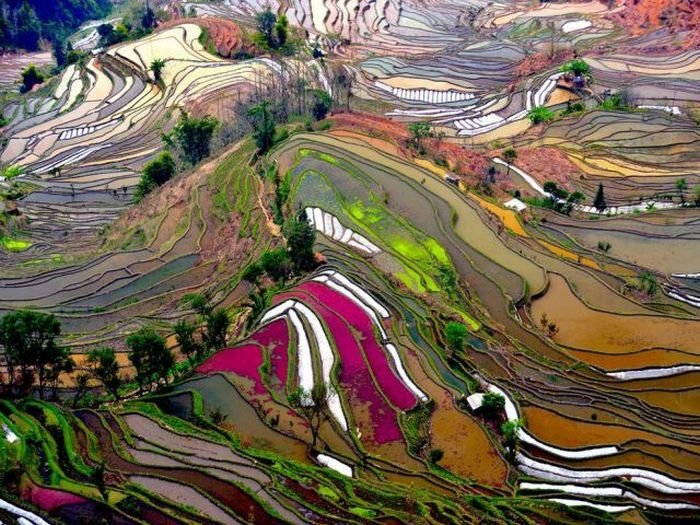 paddy fields, rice terraces