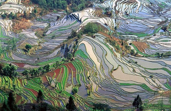 paddy fields, rice terraces