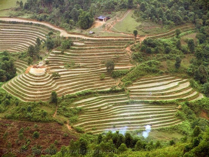 paddy fields, rice terraces