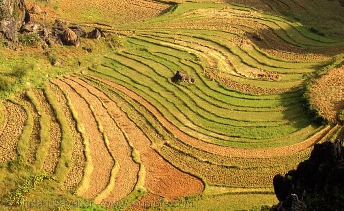 paddy fields, rice terraces