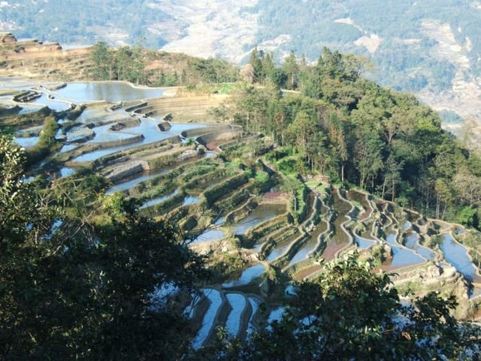 paddy fields, rice terraces