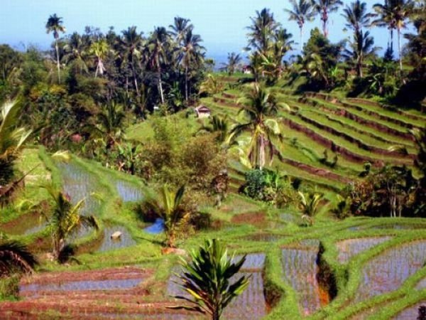 paddy fields, rice terraces