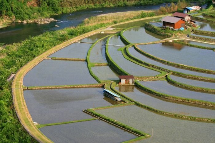 paddy fields, rice terraces