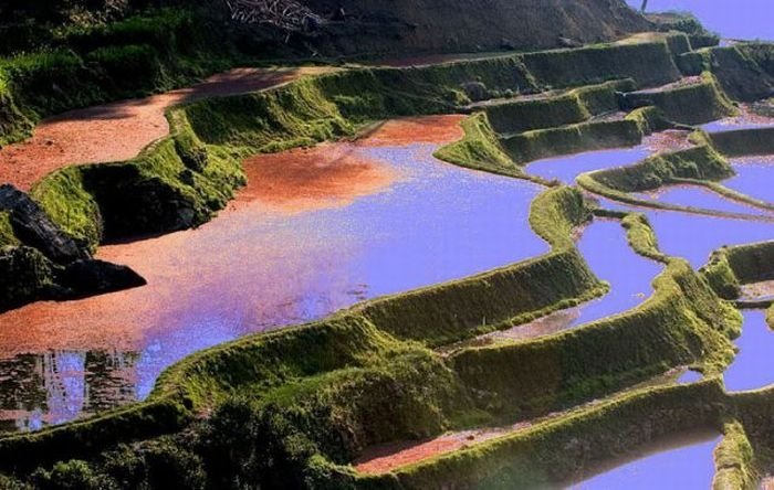 paddy fields, rice terraces