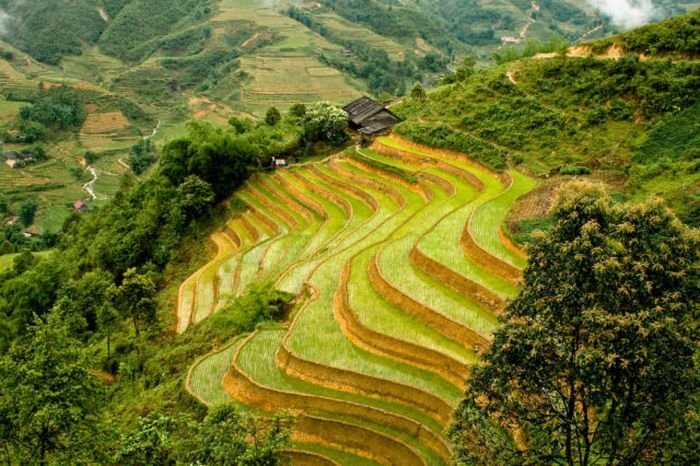 paddy fields, rice terraces