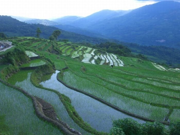 paddy fields, rice terraces