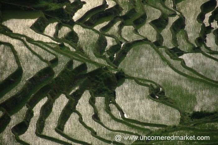 paddy fields, rice terraces