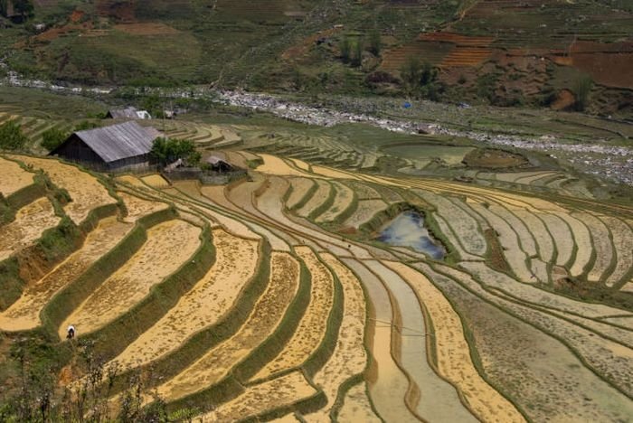 paddy fields, rice terraces