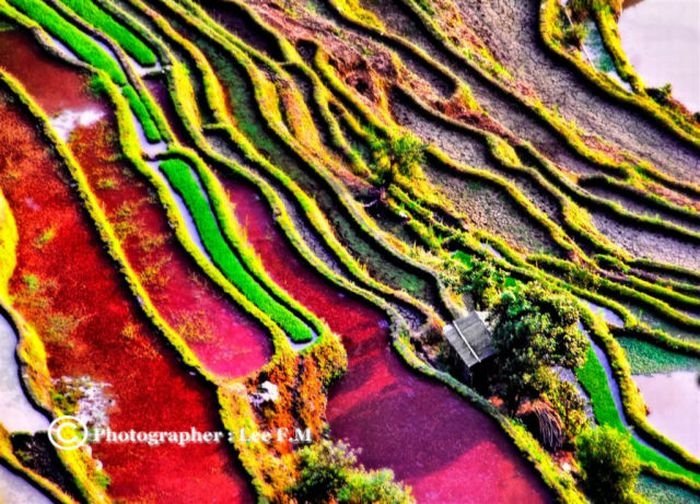 paddy fields, rice terraces