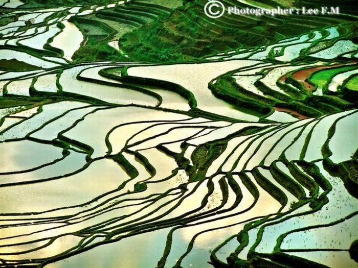 paddy fields, rice terraces