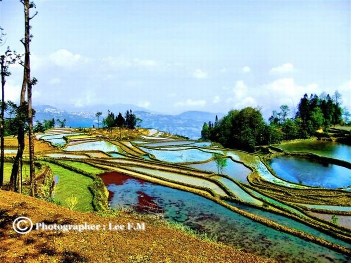 paddy fields, rice terraces