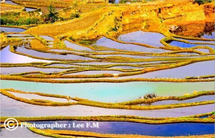 paddy fields, rice terraces