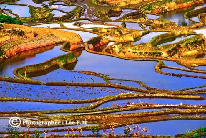 paddy fields, rice terraces