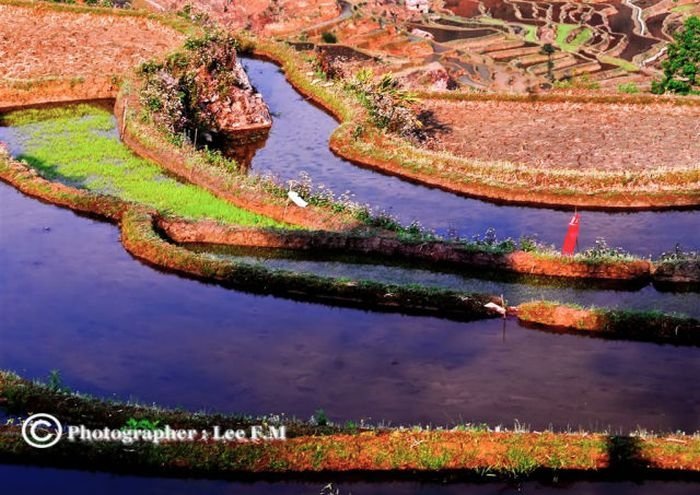 paddy fields, rice terraces