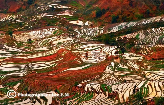 paddy fields, rice terraces